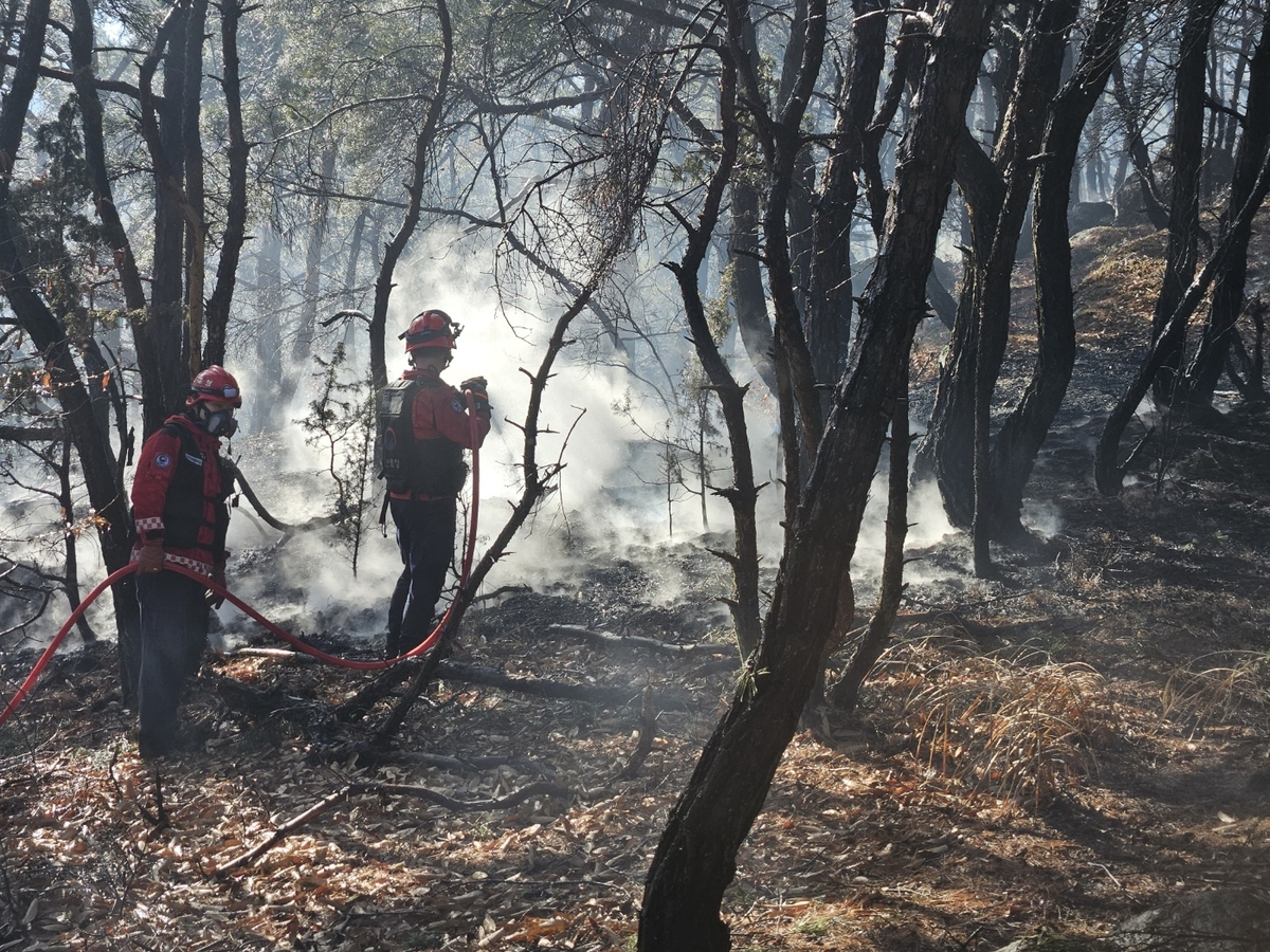 사진 제공 산림청