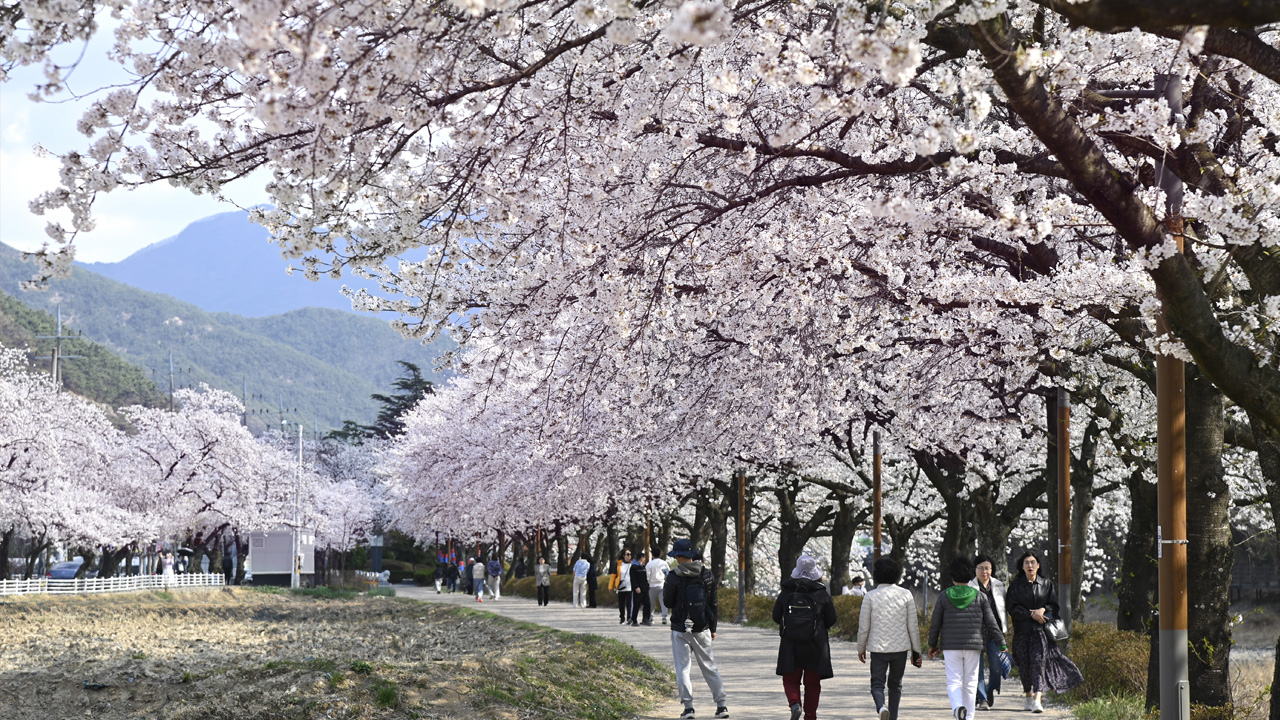 화면 제공 대구 달성군