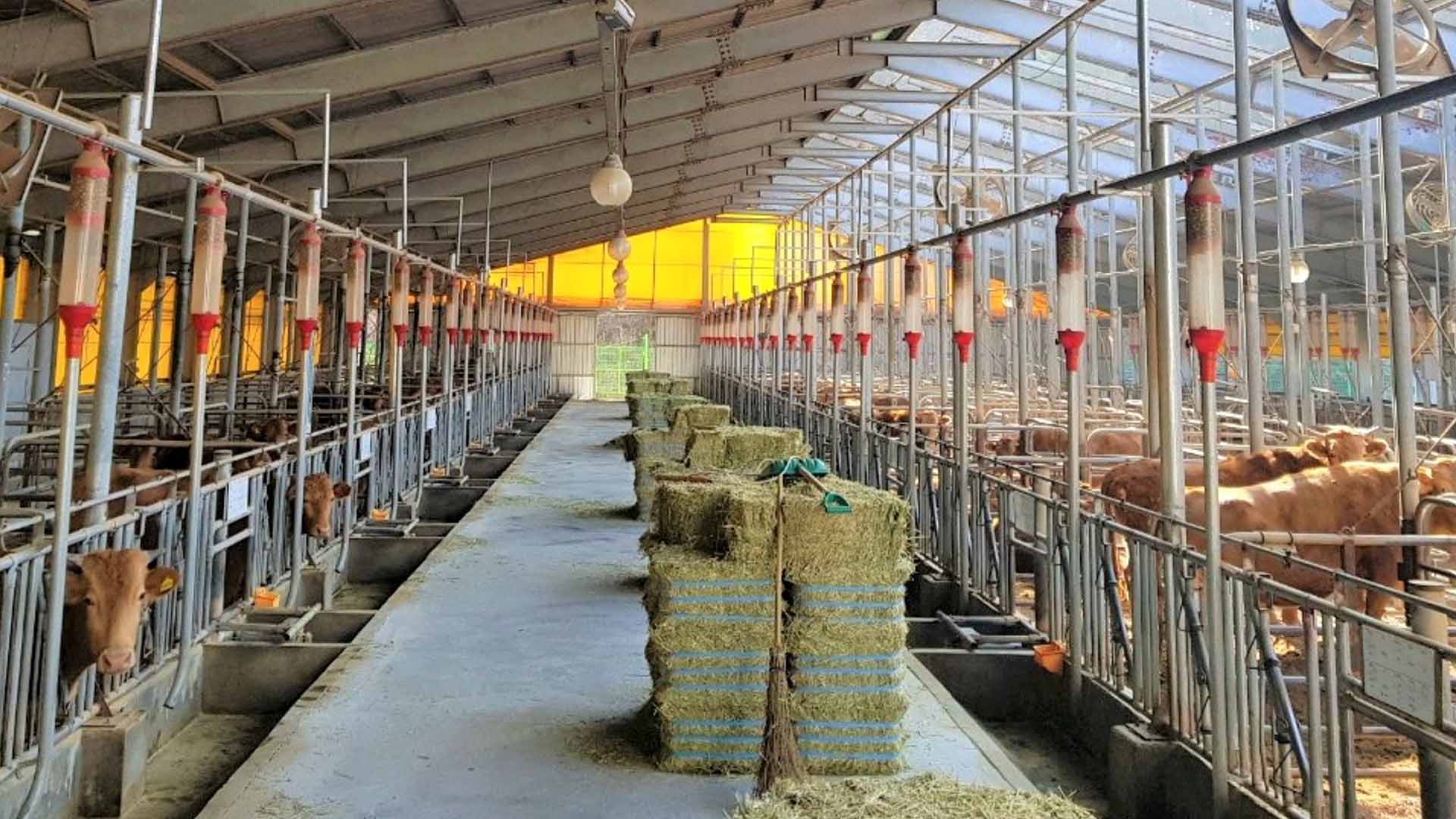 경북 한우 농가 사진 제공 경북도