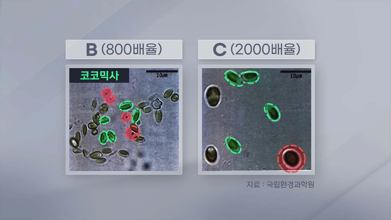 현미경에 찍힌 코코믹사(녹색) 이외의 미생물들(적색)