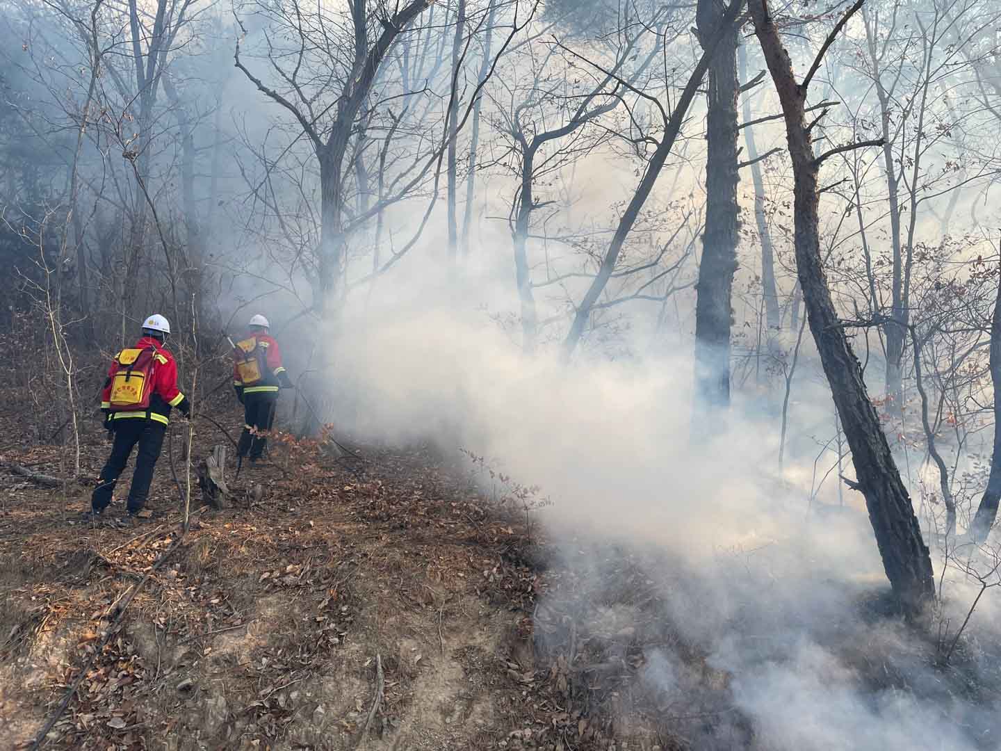 사진 제공 산림청