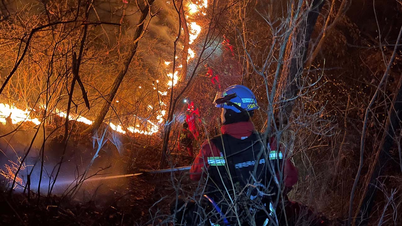 사진 제공 산림청