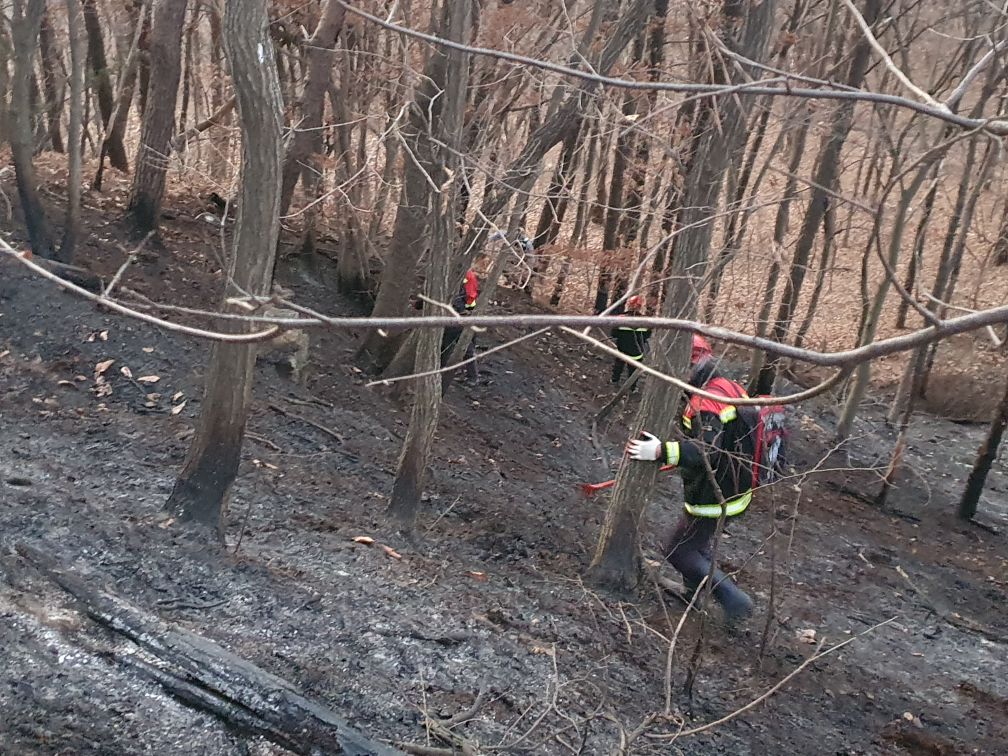 사진 제공 산림청