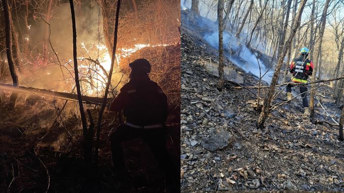 사진 제공 산림청