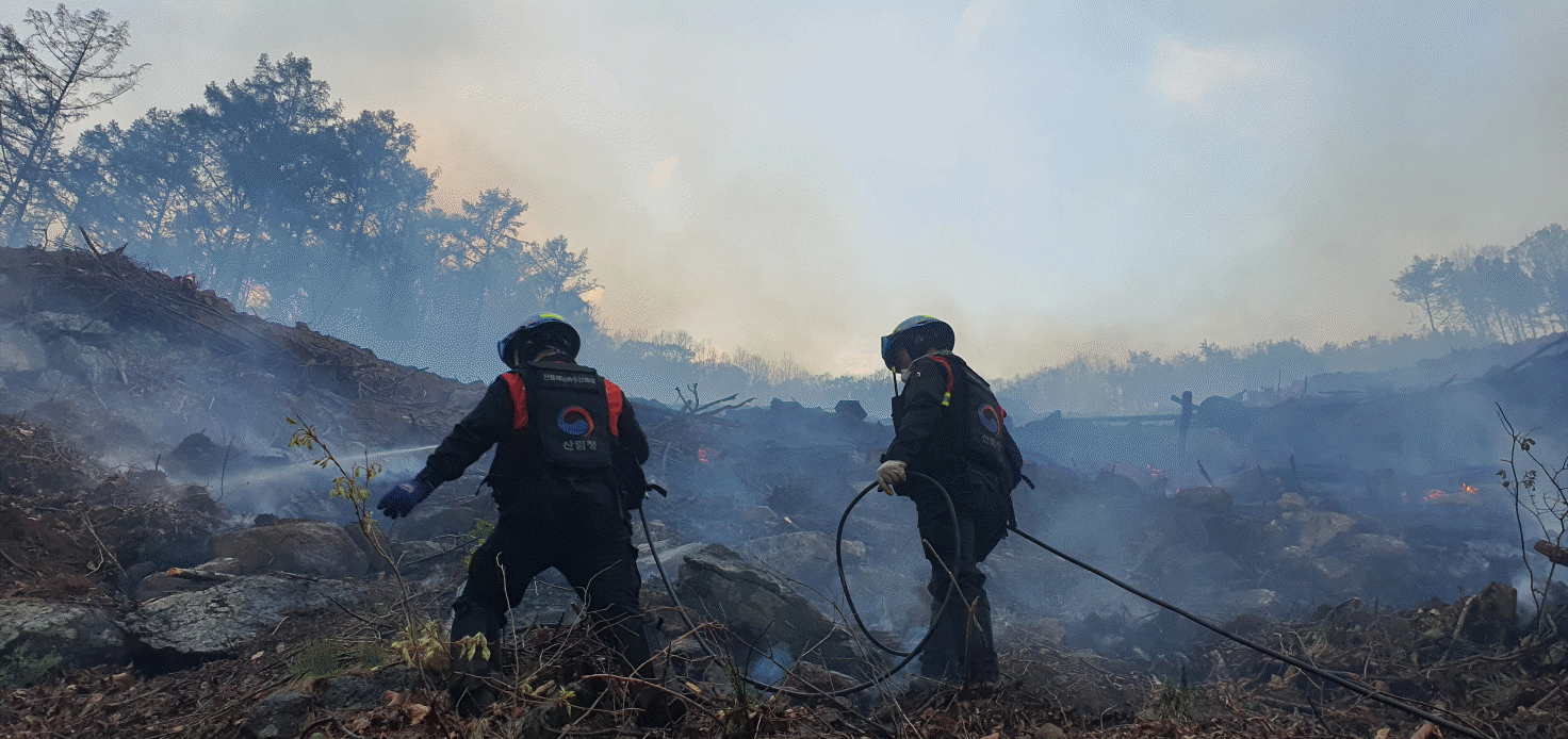 사진 제공 산림청