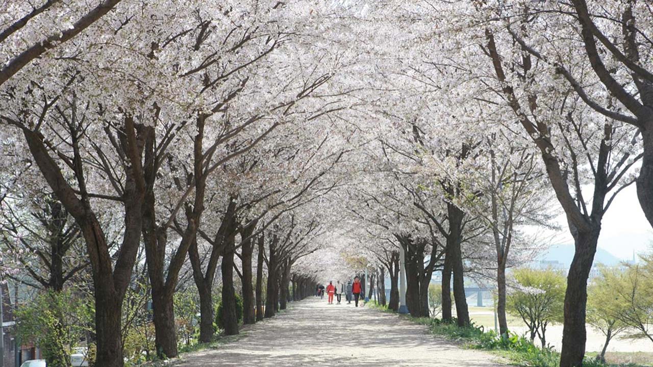 지저동 벚꽃터널 (사진 제공 대구시)