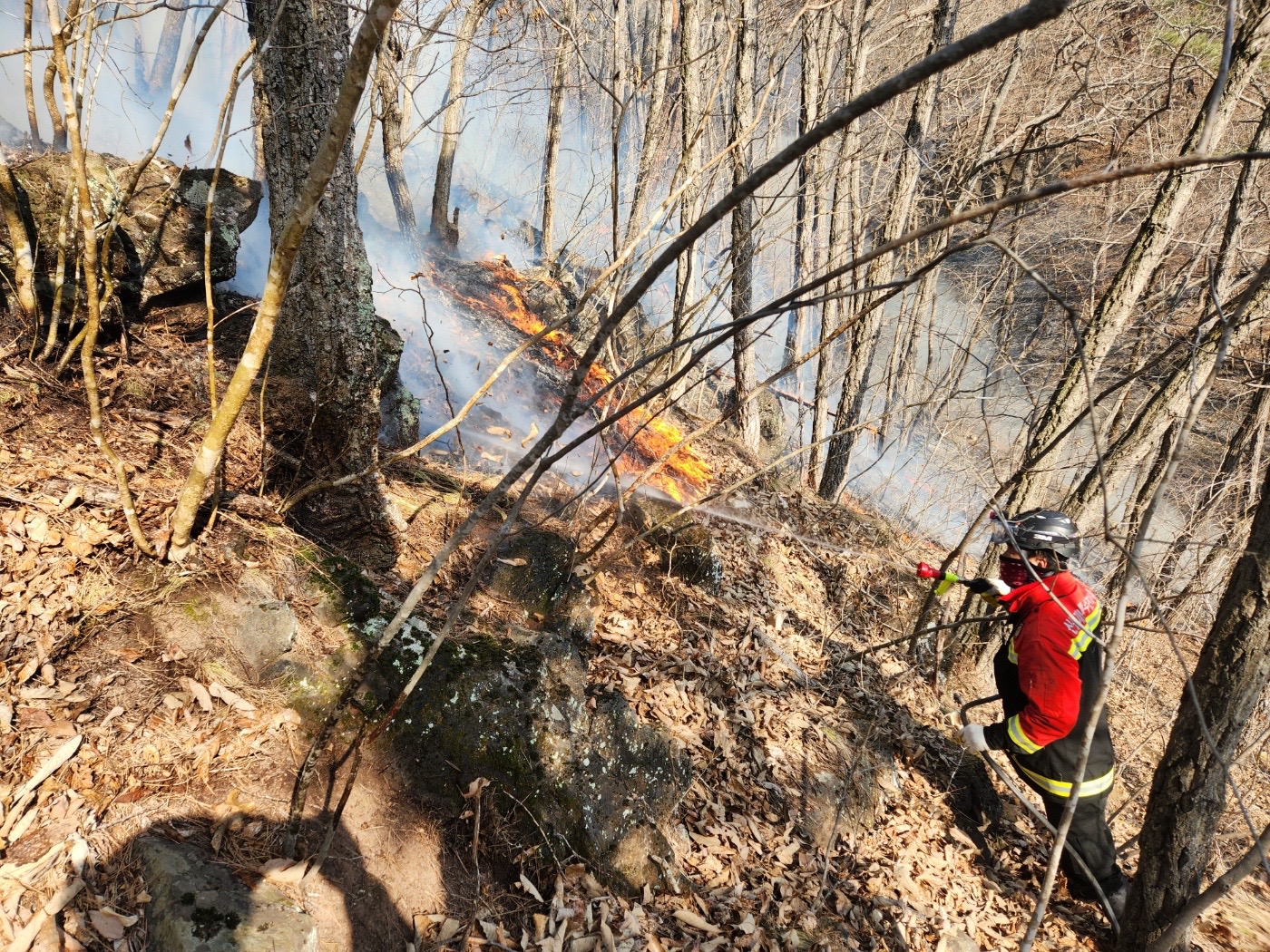사진 제공 산림청