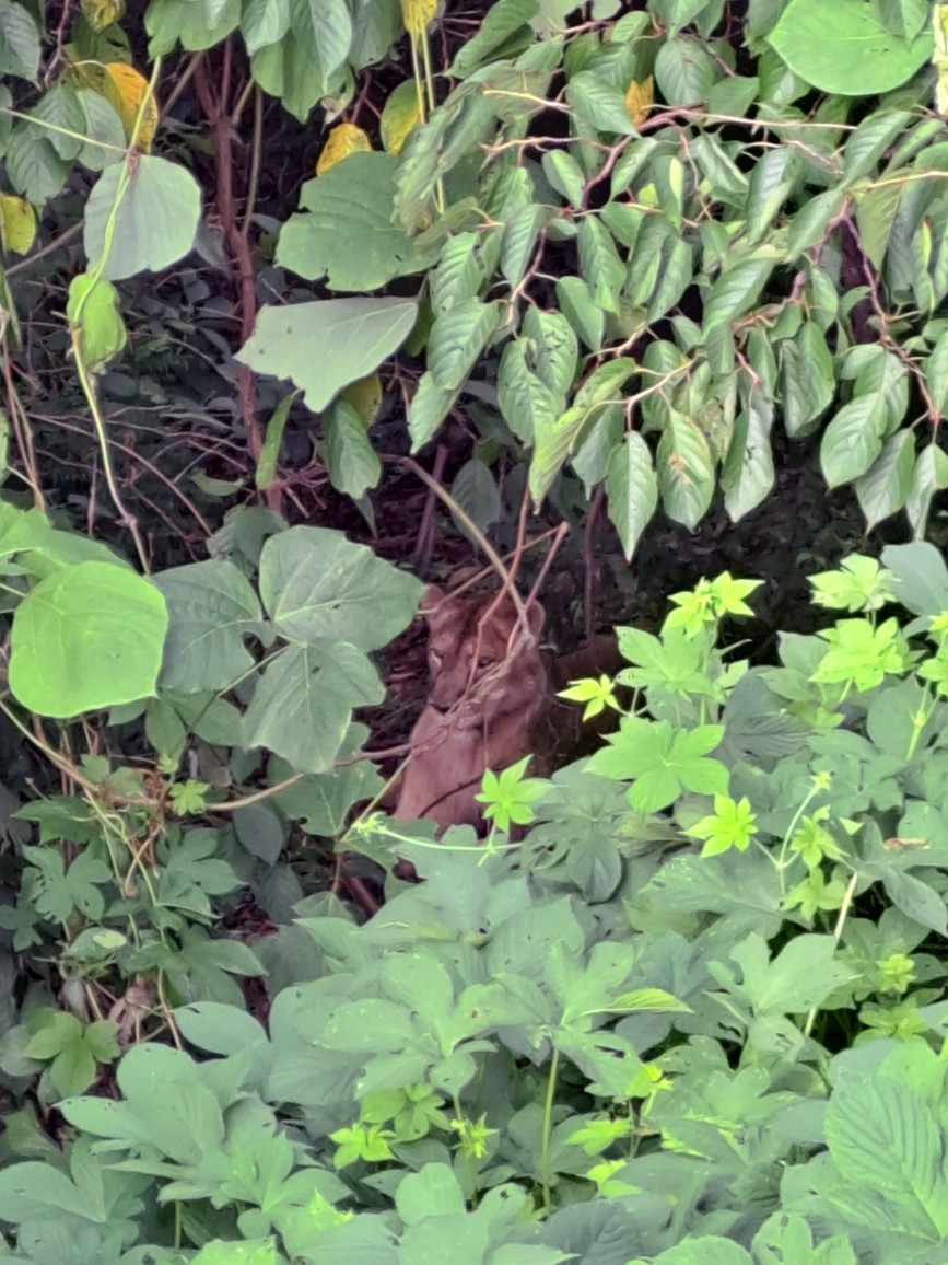 사진 제공 경북소방본부