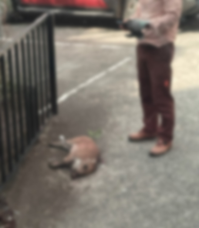 사진 제공 대구소방본부