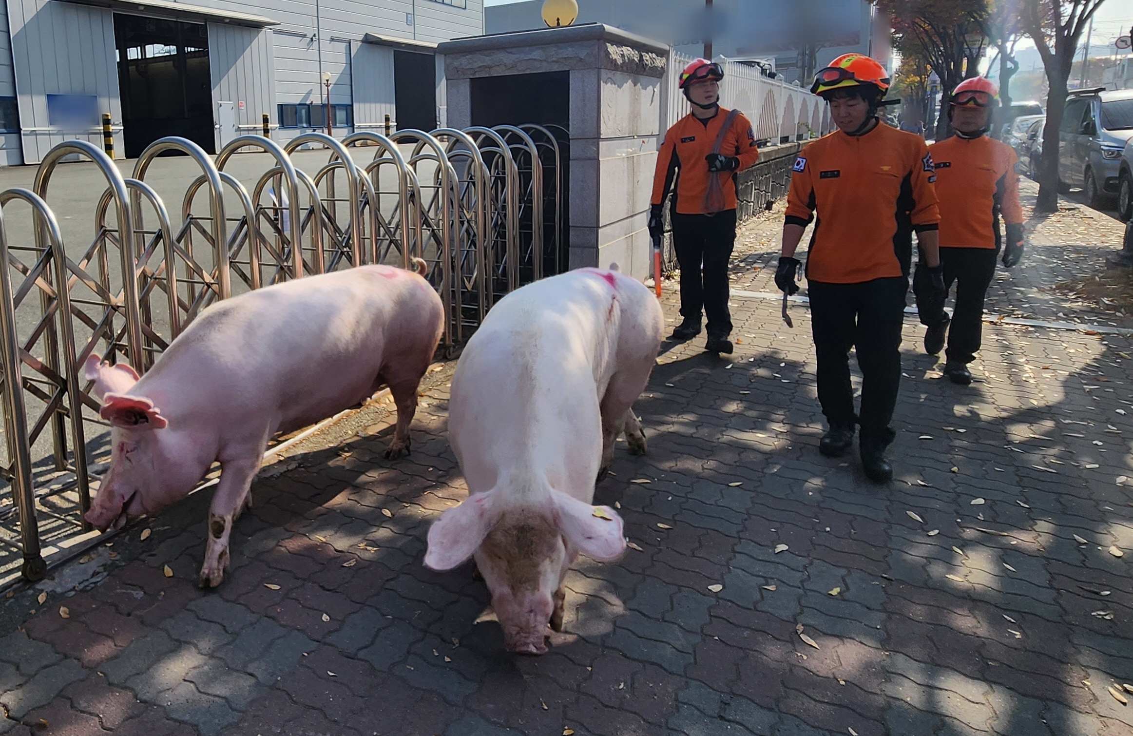 사진 제공 대구소방본부