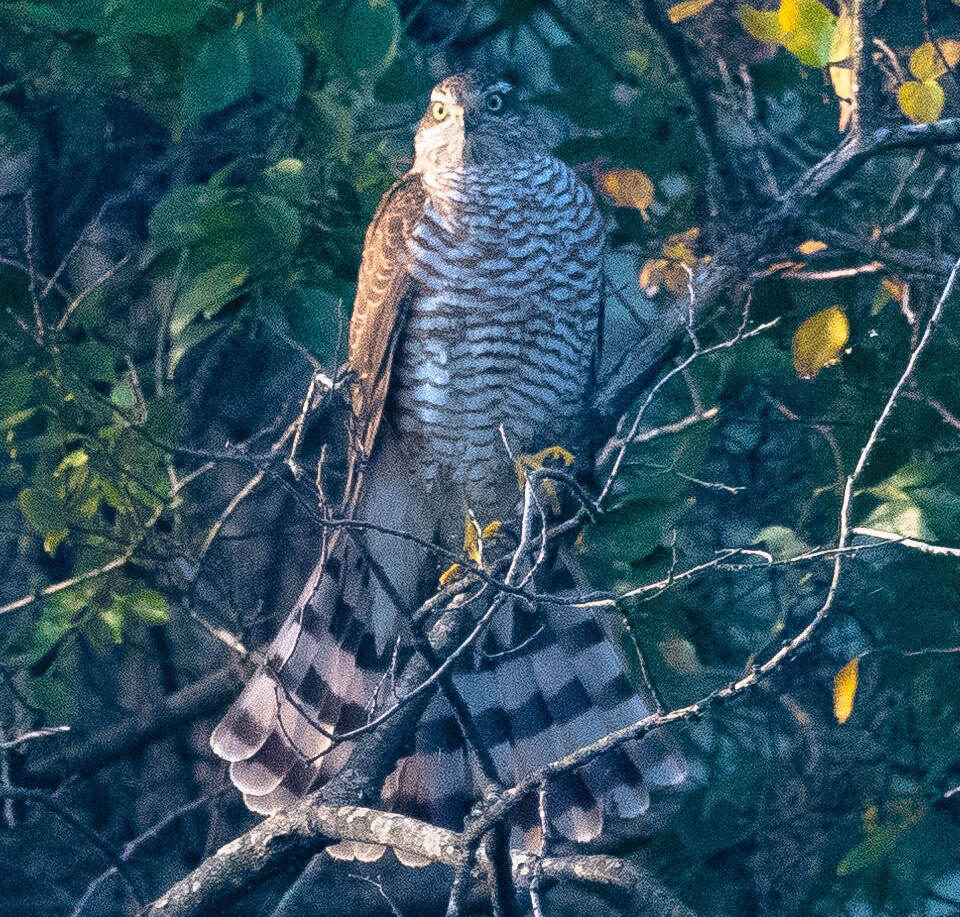 사진 제공 금호강 난개발저지 대구경북공동개책위원회