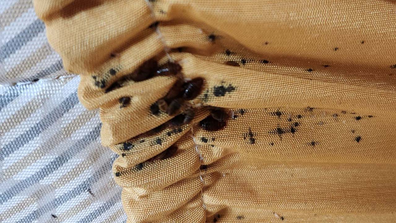 지난 10월 대구의 한 대학 기숙사에 출몰한 빈대