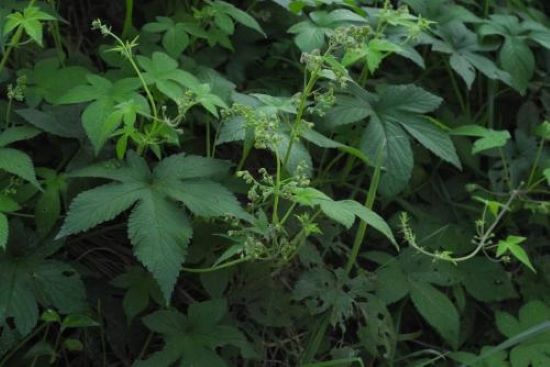 환삼덩굴 (사진 제공 대구지방 환경청)