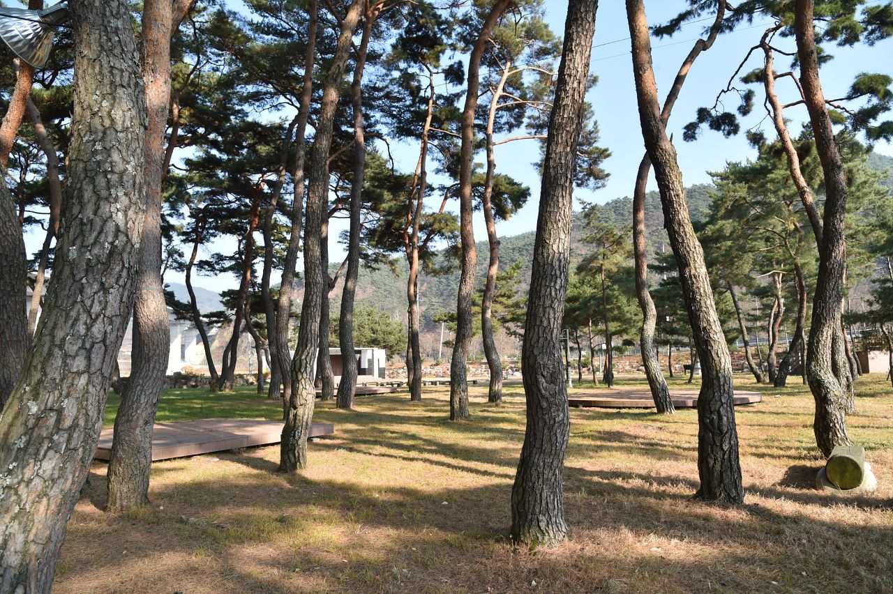 청송군 파천면 중평 마을 숲