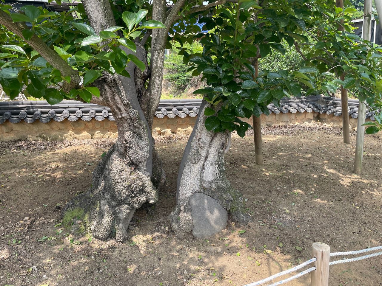 포항시 신광면 마북리 무자천손 느티나무