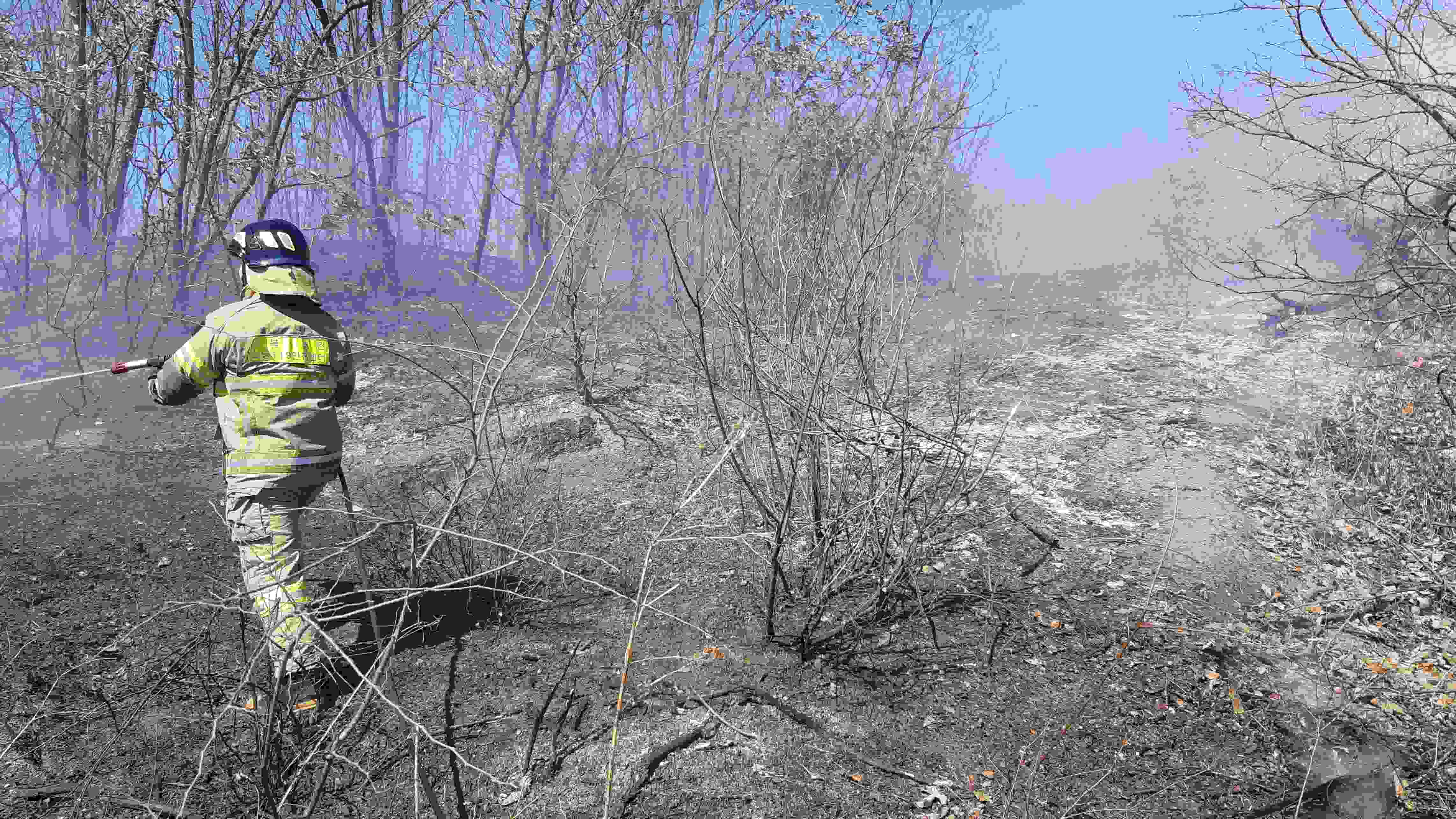 사진 제공 산림청