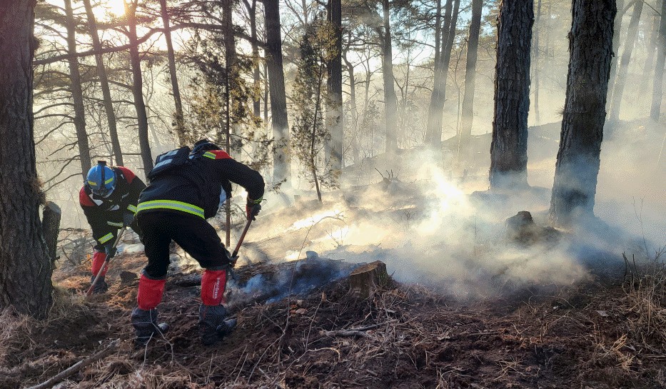 사진 제공 산림청