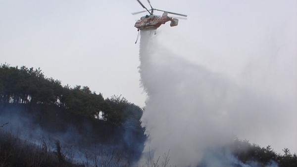 사진 제공 산림청
