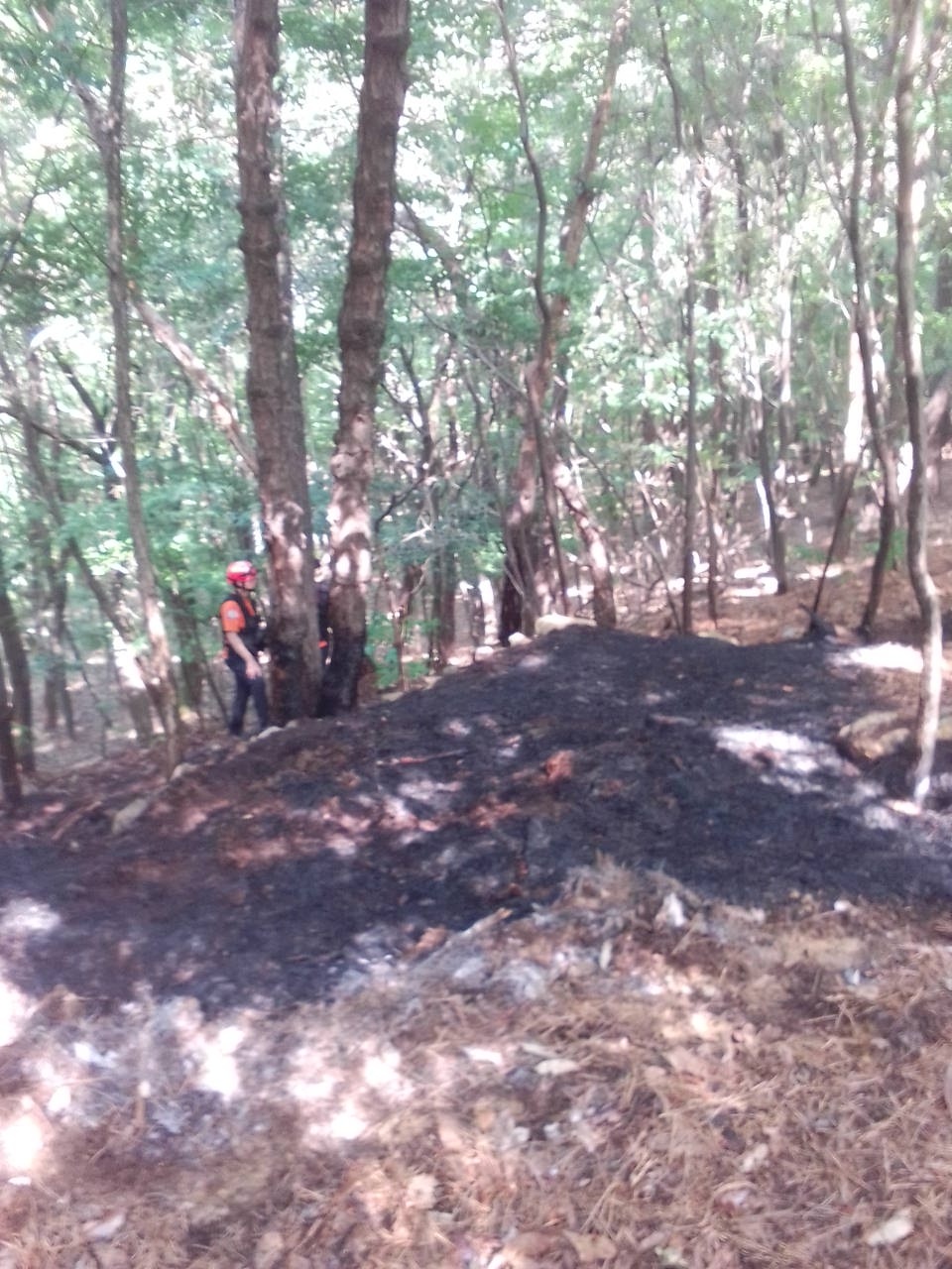 화면제공 산림청