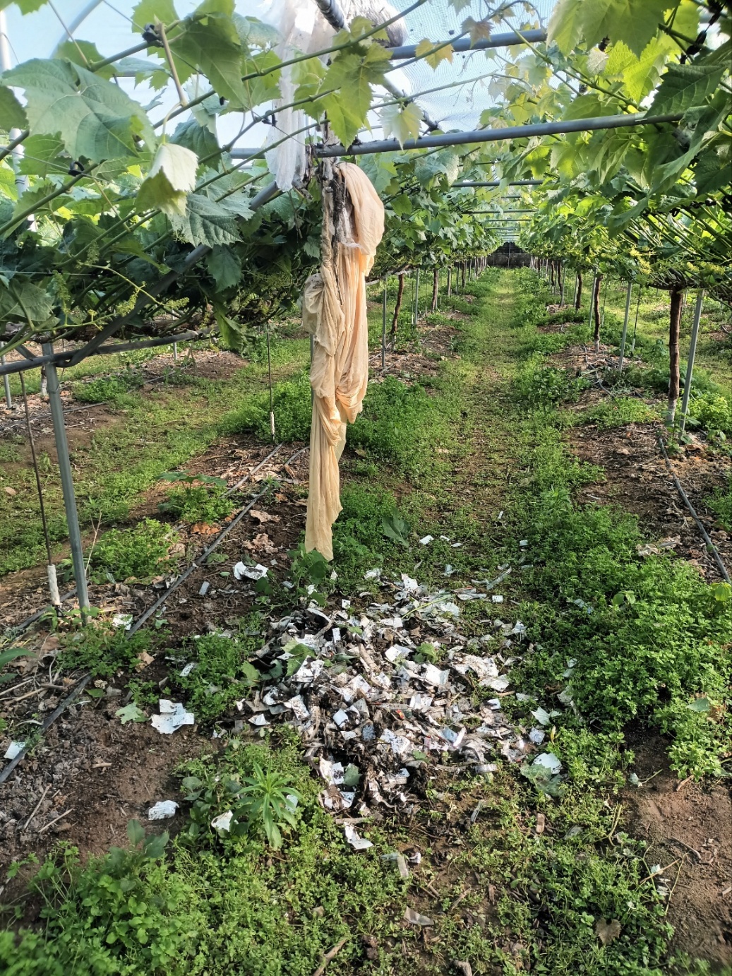 사진 제공 경북 영천경찰서