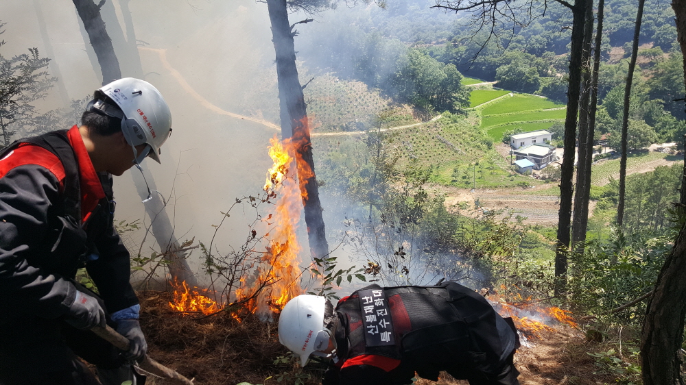 사진 제공 산림청