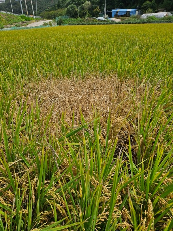 사진 제공 안동시농업기술센터