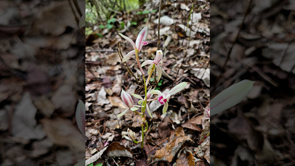 사진 제공 팔공산국립공원 시민 과학자 정해석