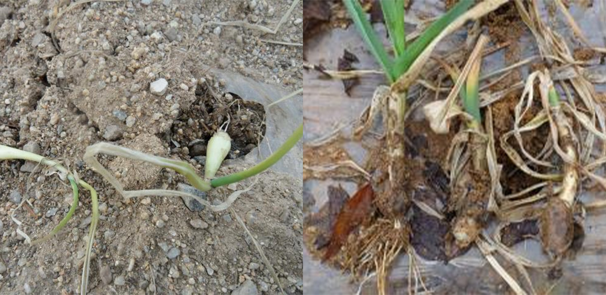 사진 제공 농촌진흥청