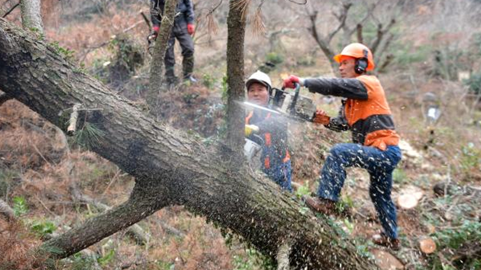 사진 제공 산림청