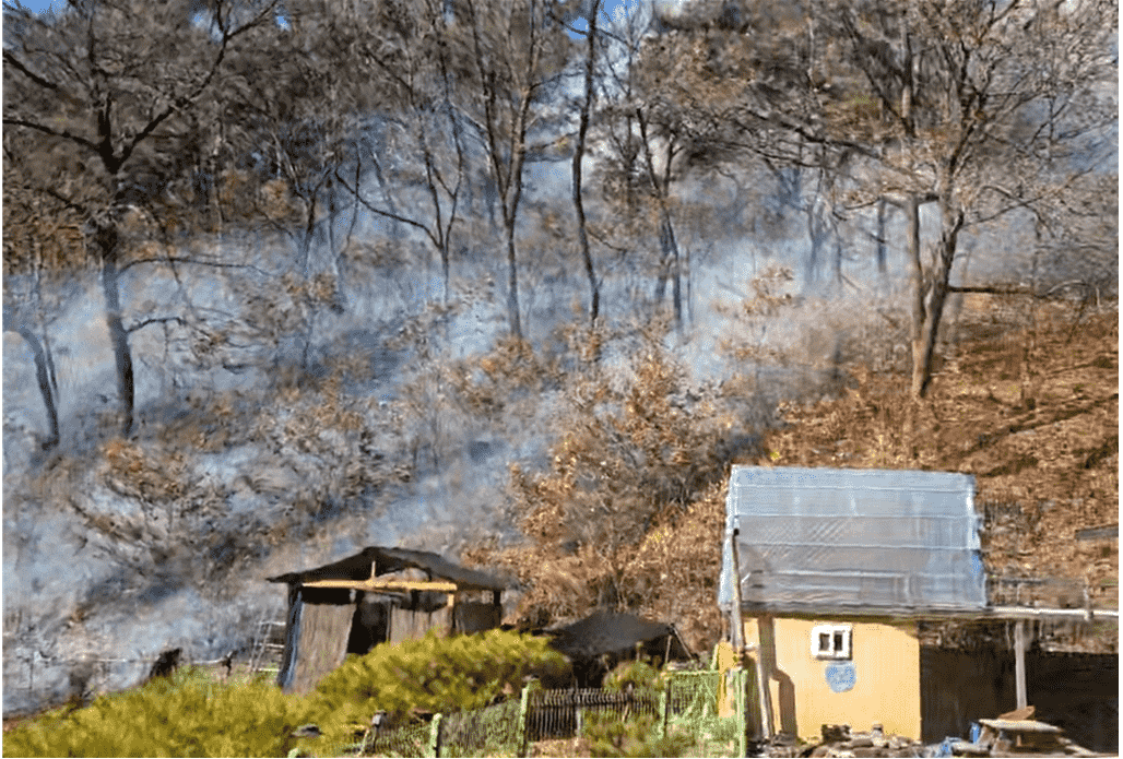 사진제공 산림청