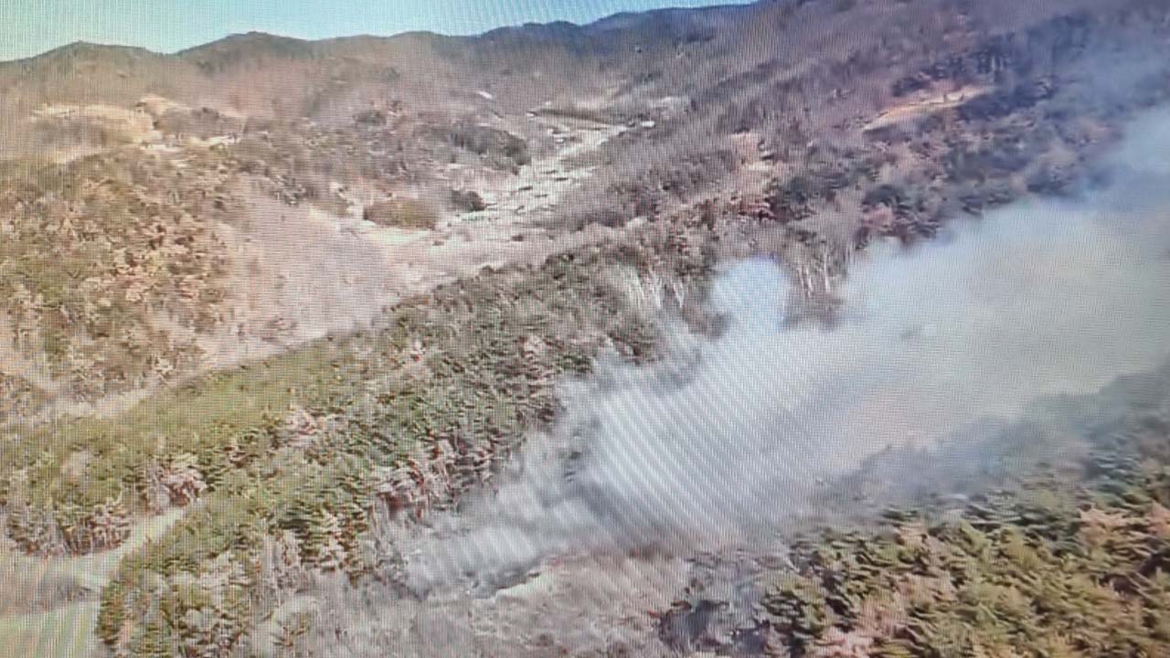 사진 제공 산림청