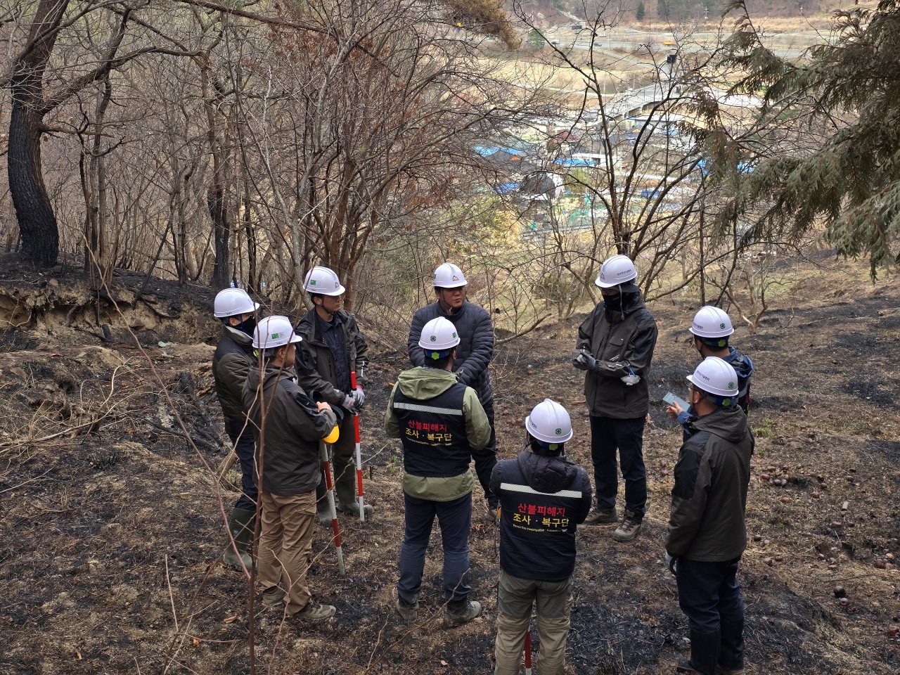 사진 제공 산림청