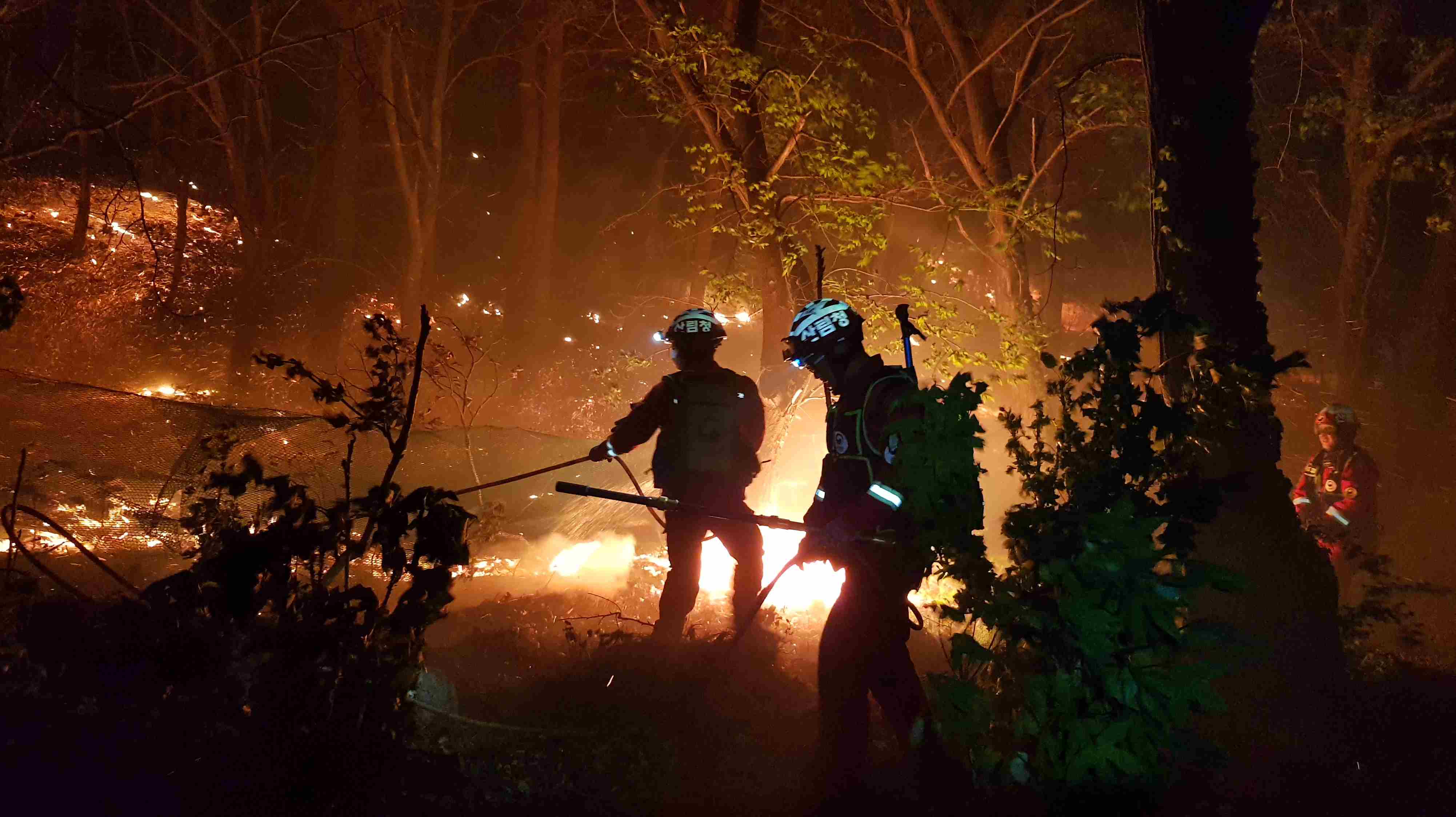 사진 제공 산림청