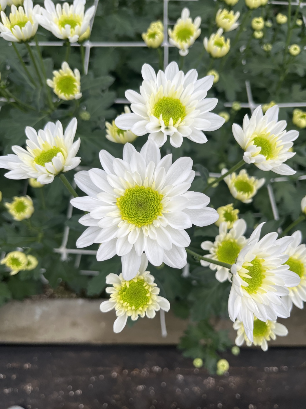 사진 제공 경북농업기술원