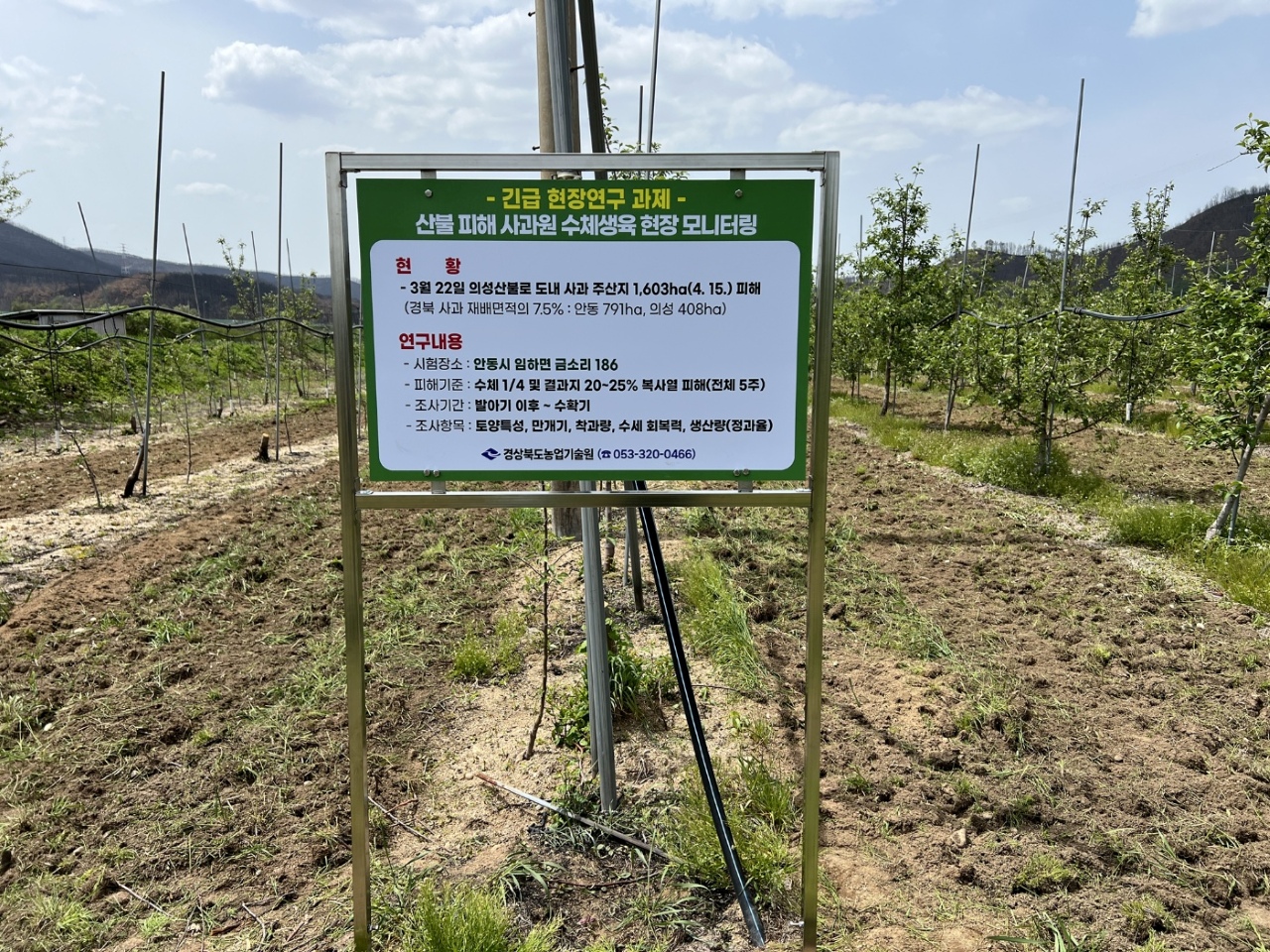 산불피해 사과나무 생육조사