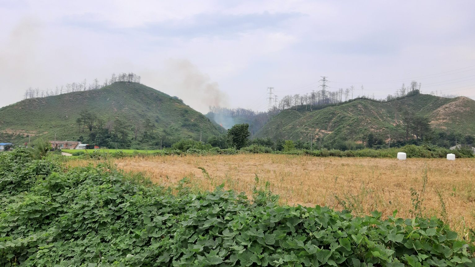사진 제공 산림청