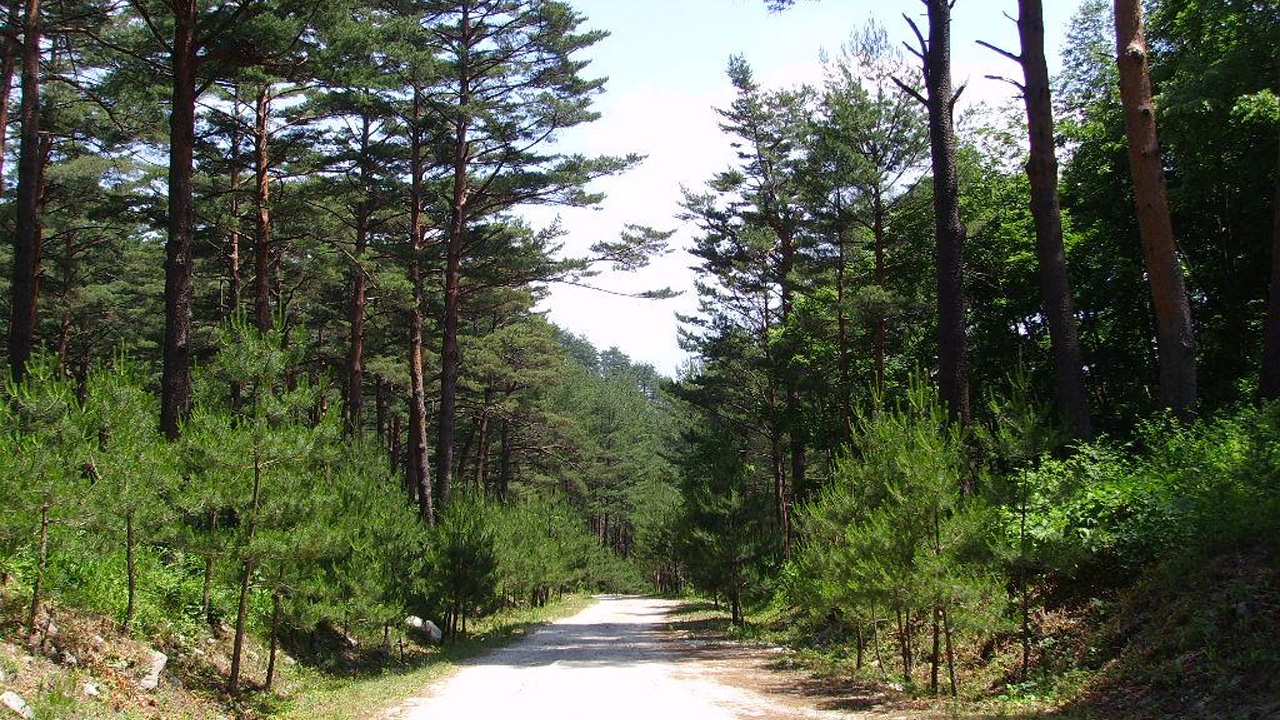 사진제공 산림청