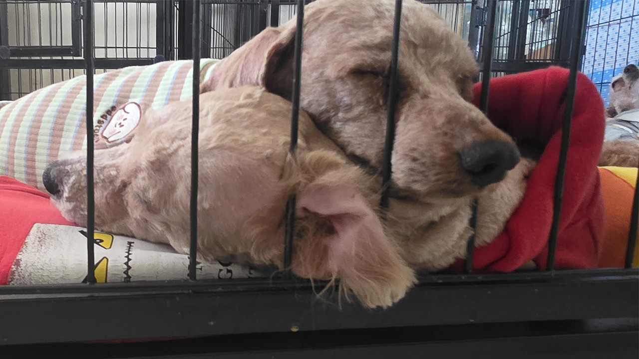 자료 제공 반려동물구조협회