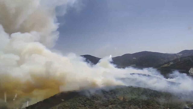 산림과학원 "굴참나무 등 '내화수림', 산불 확산 40% 지연"