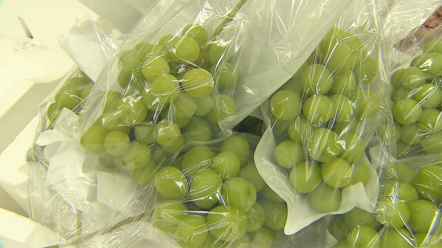 경북 상주 샤인머스캣, 16억 상당 미국 코스트코 진출