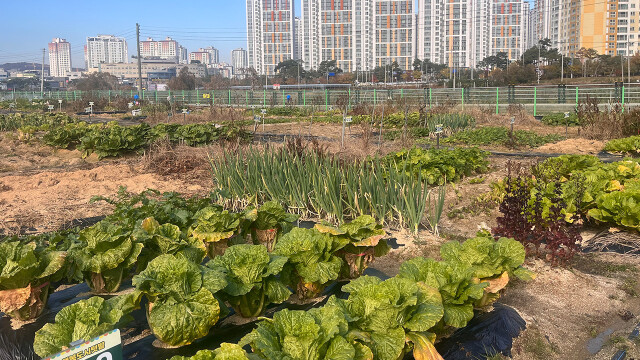 경북 김천시, 행복 도시 '치유 텃밭' 분양