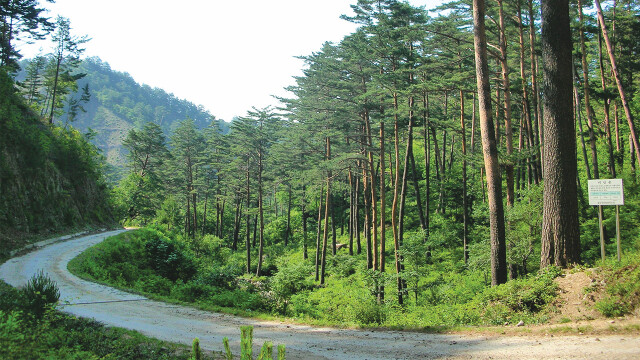 성묘객 위해 국가·지자체 관리 '임도' 개방