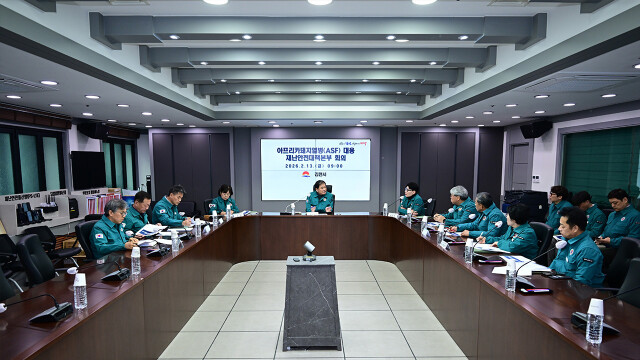 경북 김천 돼지 농장에서 아프리카돼지열병 발생···긴급 방역