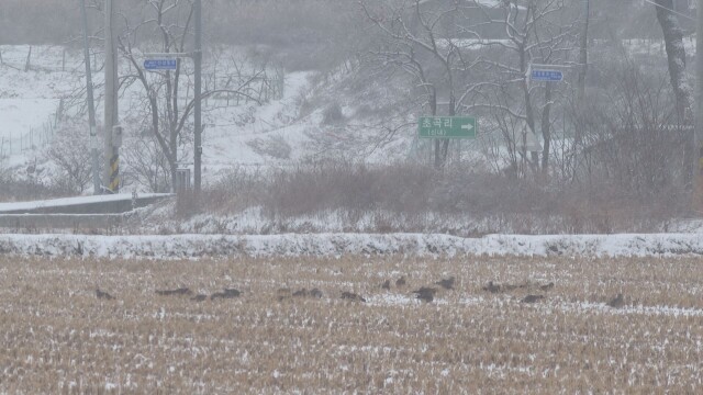 경북 남서 내륙 최대 10cm 이상 눈···낮 최고 4~8도 '흐림'