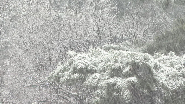 '대설주의보' 대구·경북···수요일 아침까지 눈·비