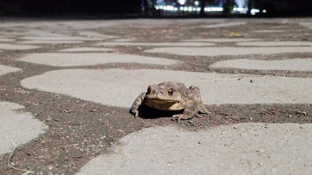 겨울잠 깬 두꺼비, 산란 위해 대구 수성구 망월지로
