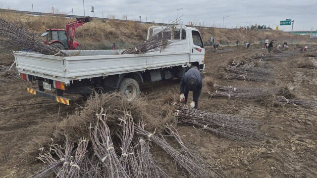 경북 '경산 묘목단지', 본격 출하···가격 '상승세'