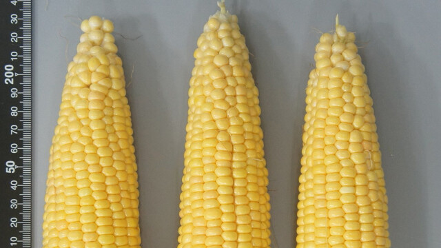 경상북도, 초당 옥수수 신품종 '청밀옥' 개발