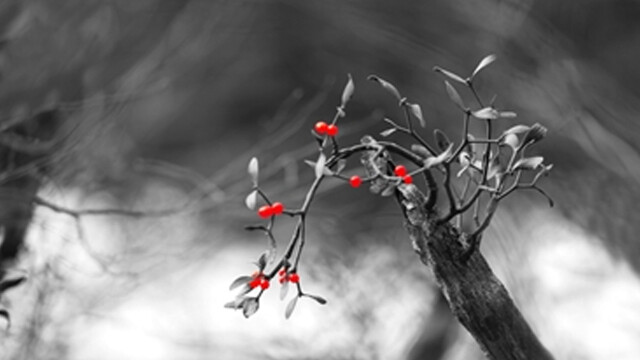 정상기 작가 첫 대구 사진전···한라산 설원 위에 피어난 붉은 생명 이야기