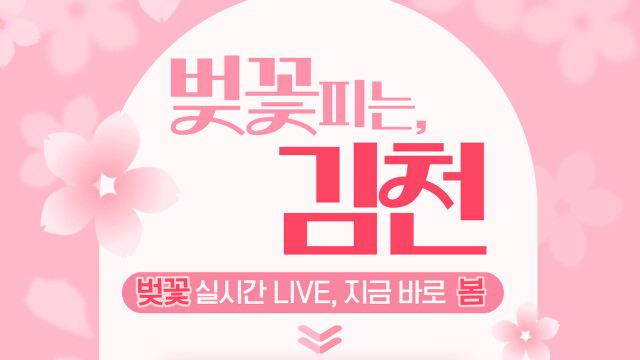 경북 김천시, 벚꽃 개화 상황 실시간 전달